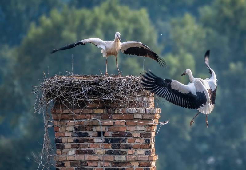 Expert Chimney Animal Removal in Reading, MA Professional Chimney Animal Removal Services in Reading, Massachusetts