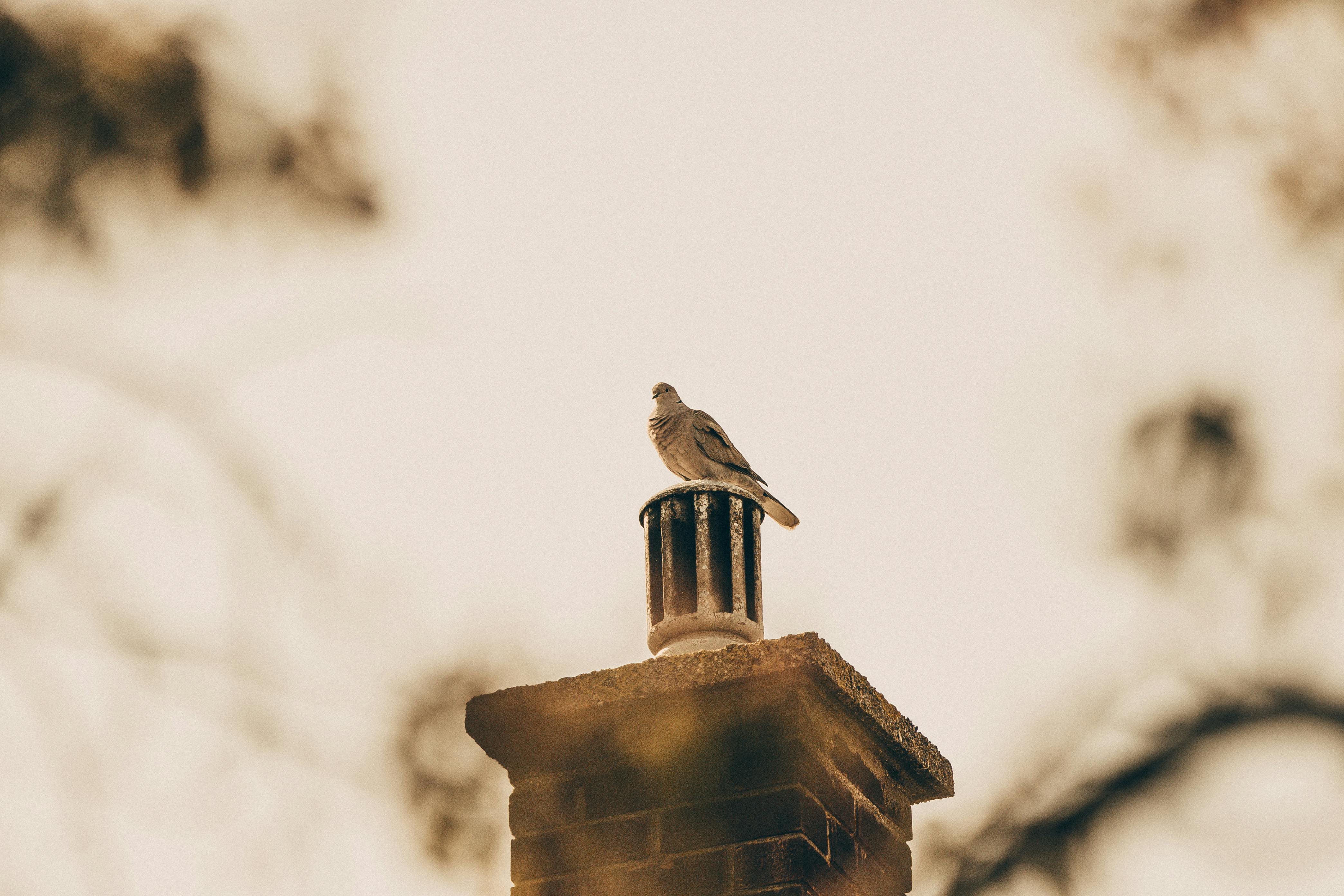 Expert Chimney Cap Installation in Reading, Massachusetts